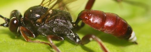 Réf. 298 147 : Baranisobas ridibundus